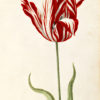 "Great Tulip Book: Semper Augustus" Archival Digital Print (11" x 14" mat)-0