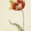 "Great Tulip Book: Branson Archival Digital Print (11" x 14" mat)-0