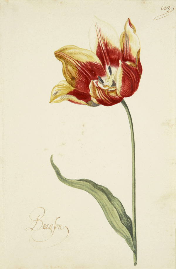 "Great Tulip Book: Branson Archival Digital Print (11" x 14" mat)-0