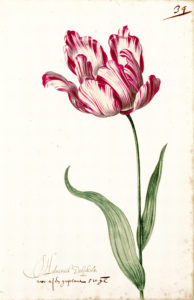 "Great Tulip Book: Admirael Delphius" Archival Digital Print (16" x 20" mat) -0