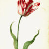"Great Tulip Book: Admirael De Gouda" Archival Digital Print (16" x 20" mat) -0
