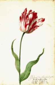 "Great Tulip Book: Admirael De Gouda" Archival Digital Print (16" x 20" mat) -0