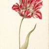 "Great Tulip Book: Kamelot Van Weena" Archival Digital Print (11" x 14" mat)-0