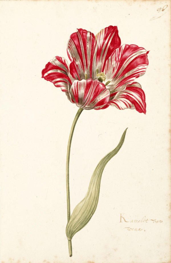 "Great Tulip Book: Kamelot Van Weena" Archival Digital Print (16" x 20" mat) -0