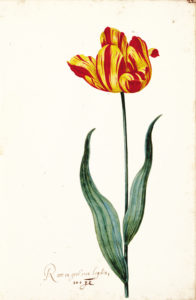 "Great Tulip Book: Root en Geel" Archival Digital Print (16" x 20" mat)-0