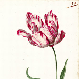 "Great Tulip Book: Admirael Delphius" Paperweight -0