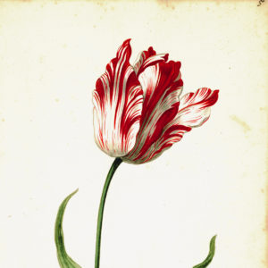 "Great Tulip Book: Admirael de Gouda" Paperweight-0