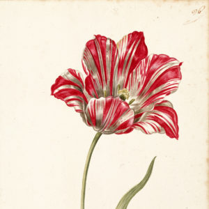 "Great Tulip Book: Kamelot Van Wena" Paperweight-0